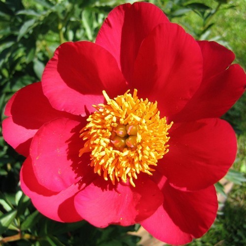 Paeonia lactiflora ‘Flame’