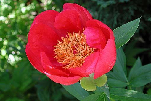 Paeonia lactiflora ‘Flame’
