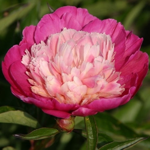 Paeonia lactiflora 'Gayborder June'