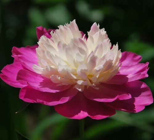 Paeonia lactiflora 'Gayborder June'