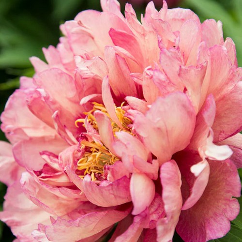 Paeonia Itoh-Hybride 'Hillary'