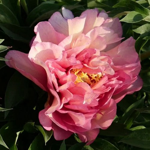 Paeonia Itoh-Hybride 'Hillary'