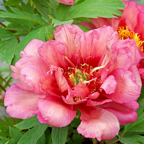 Paeonia Itoh-Hybride 'Hillary'