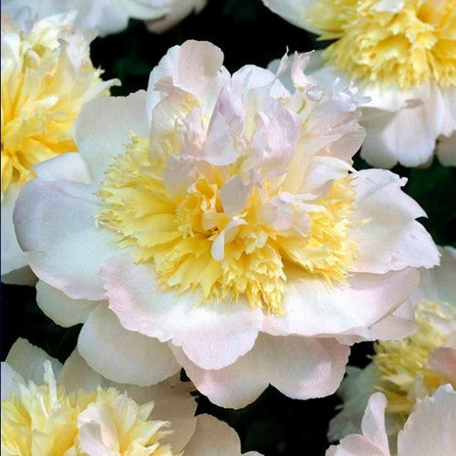 Paeonia lactiflora 'Honey Gold'