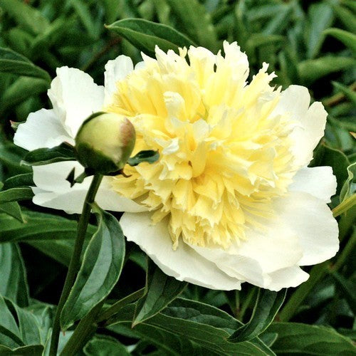 Paeonia lactiflora 'Honey Gold'