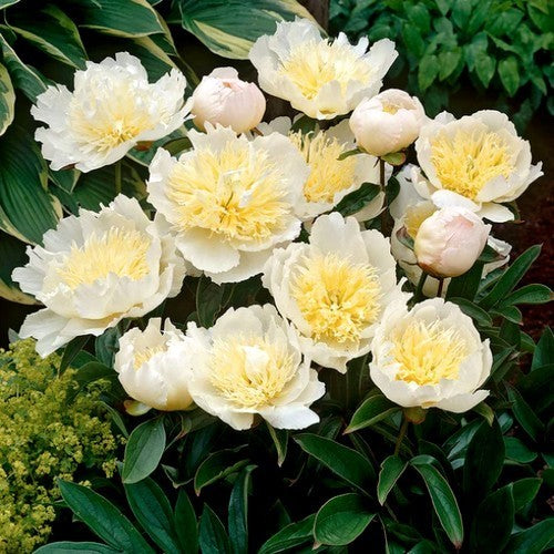 Paeonia lactiflora 'Honey Gold'
