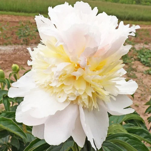 Paeonia lactiflora 'Honey Gold'
