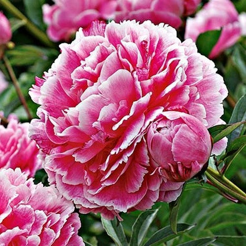 Paeonia lactiflora 'Queen Wilhelmina'