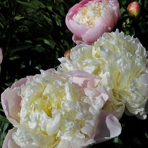 Paeonia lactiflora ‘Lady Alexandra Duff’