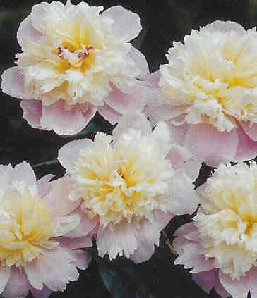 Paeonia lactiflora ‘Lady Alexandra Duff’