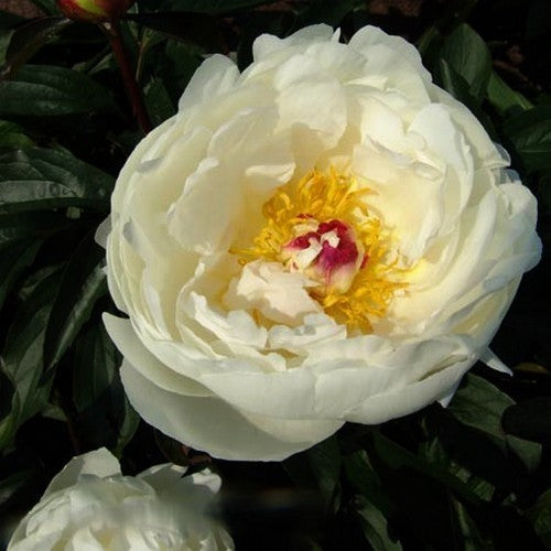 Paeonia lactiflora 'Madame Edouard Doriat'