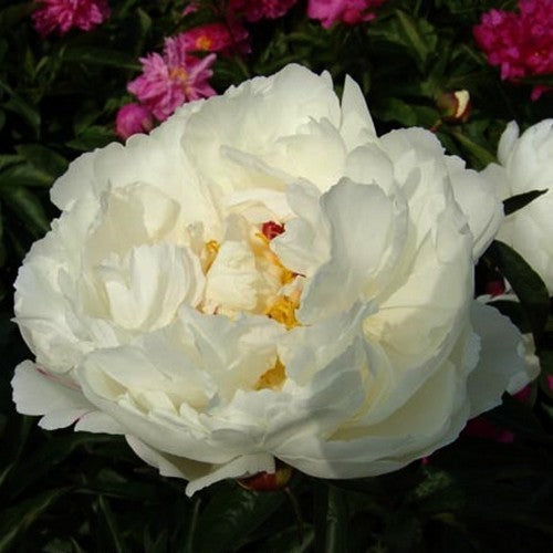 Paeonia lactiflora 'Madame Edouard Doriat'