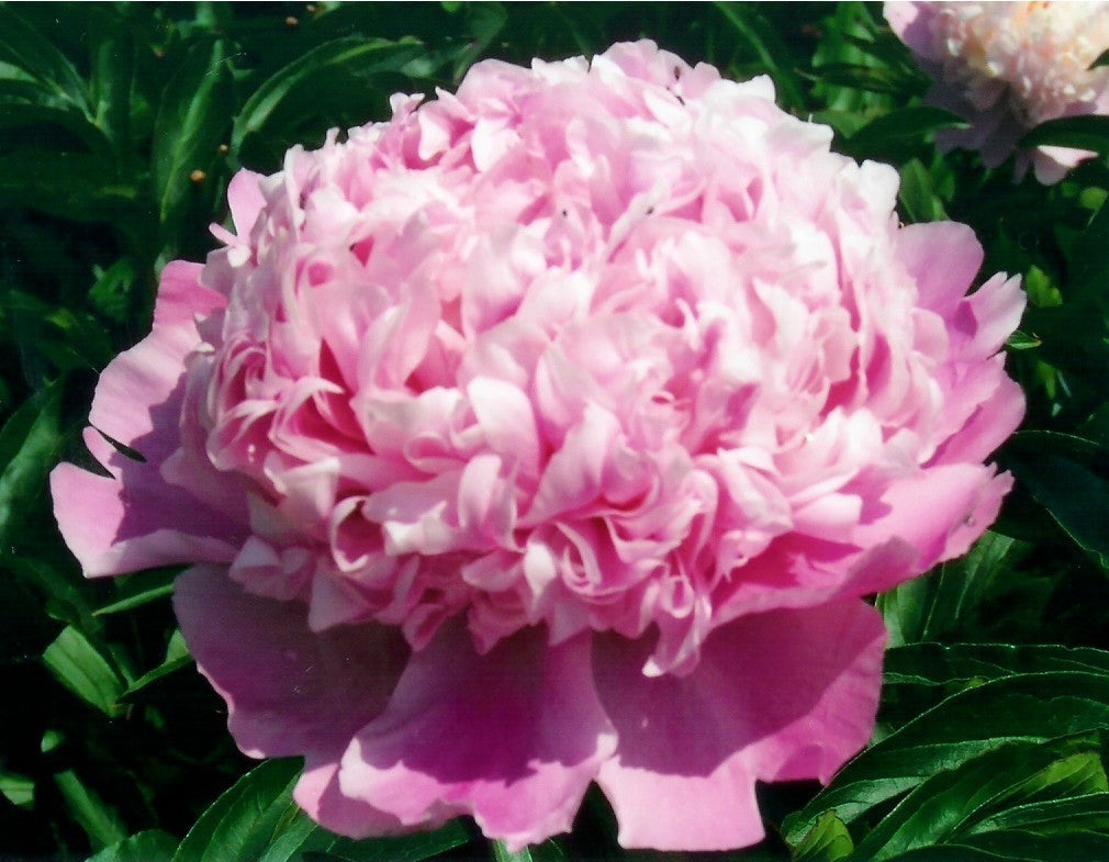 Paeonia lactiflora ‘Monsieur Jules Elie’