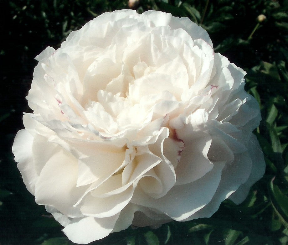 Paeonia lactiflora ‘Mother’S Choice’