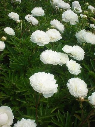 Paeonia lactiflora ‘Mother’S Choice’