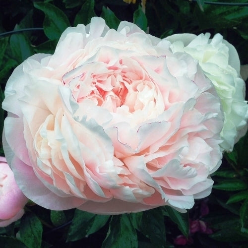Paeonia lactiflora ‘Nick Shaylor’