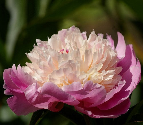 Paeonia lactiflora ‘Nymphe’ / 'Sorbet'