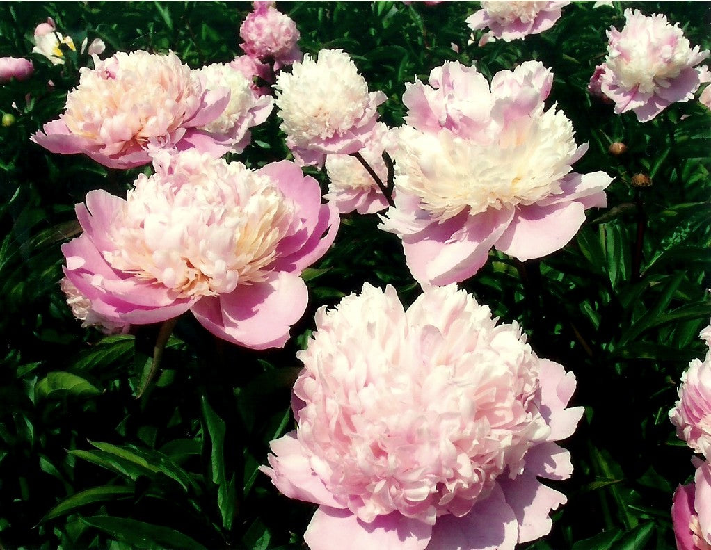 Paeonia lactiflora ‘Nymphe’ / 'Sorbet'