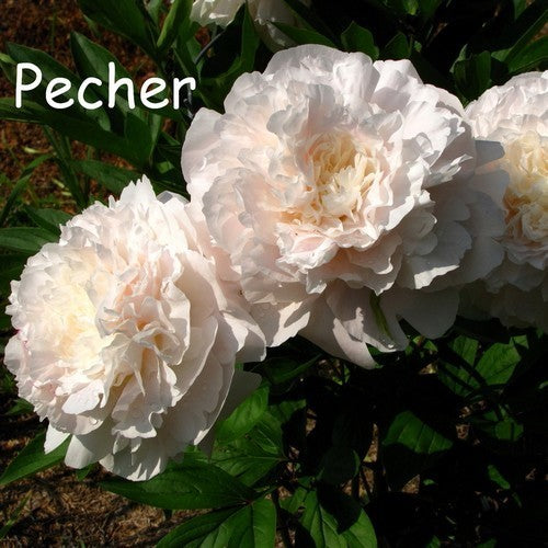 Paeonia lactiflora ‘Pêcher Rose’