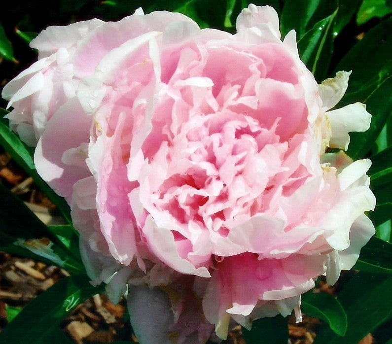 Paeonia lactiflora 'Pink Giant'