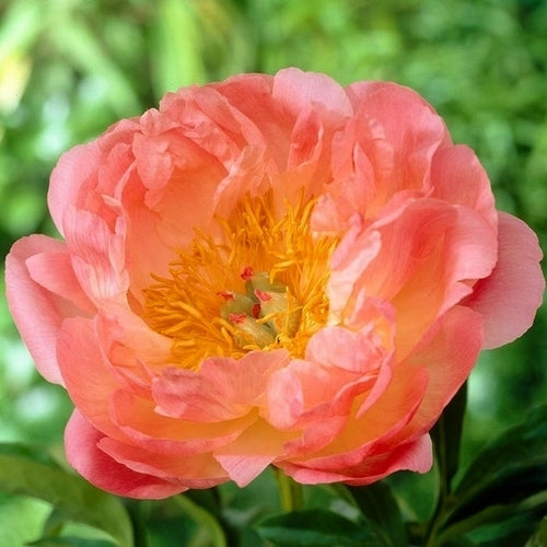 Paeonia lactiflora ‘Pink Hawaiian Coral’