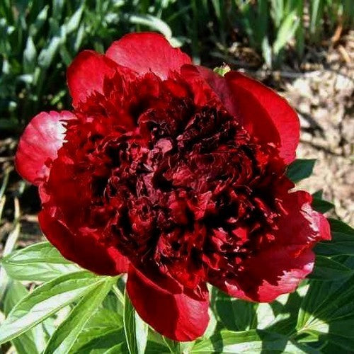 Paeonia lactiflora ‘Red Charm’