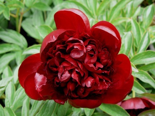 Paeonia lactiflora ‘Red Charm’