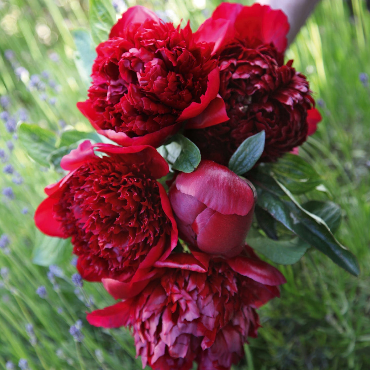 Paeonia lactiflora ‘Red Charm’