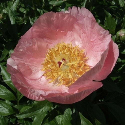 Paeonia lactiflora 'Roselette'