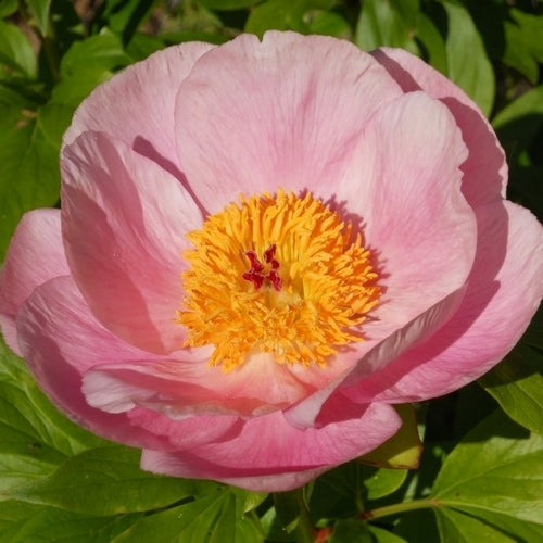 Paeonia lactiflora 'Roselette'