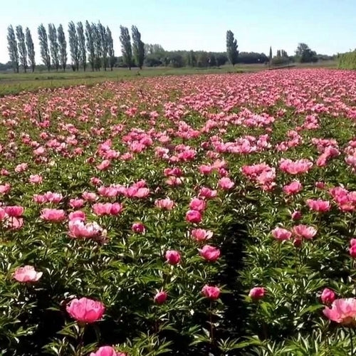 Paeonia lactiflora 'Roselette'