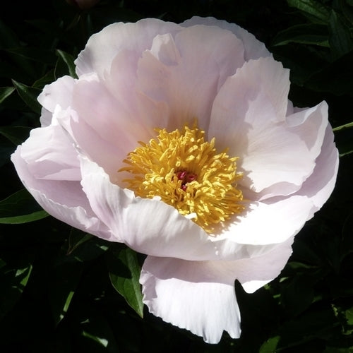 Paeonia lactiflora 'Stardust'