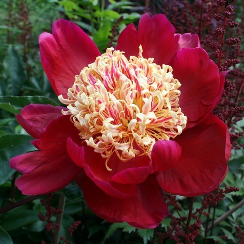 Paeonia lactiflora 'Sword Dance'