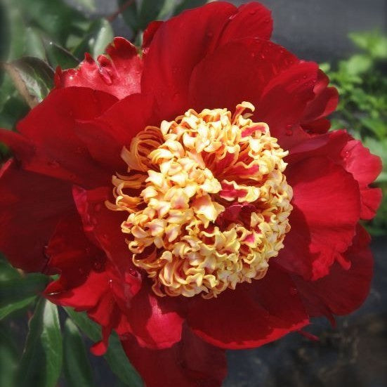 Paeonia lactiflora 'Sword Dance'