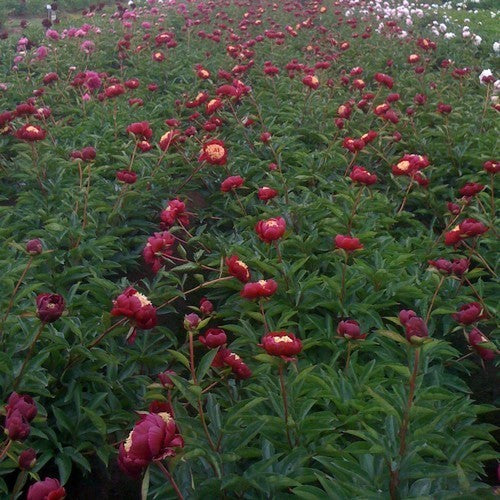 Paeonia lactiflora 'Sword Dance'
