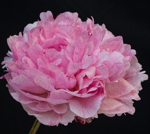Paeonia lactiflora 'The Fawn'