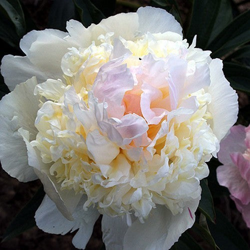 Paeonia lactiflora 'Vogue'