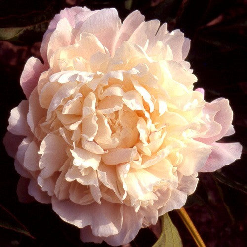 Paeonia lactiflora 'Vogue'