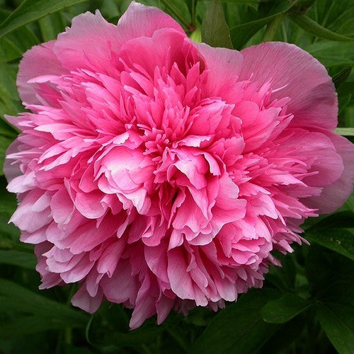 Paeonia officinalis rosea plena Boerenpioen