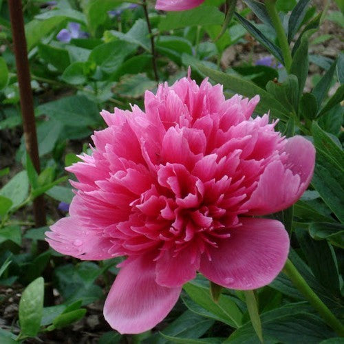 Paeonia officinalis rosea plena Boerenpioen