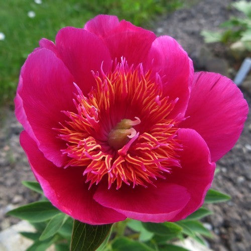 Paeonia officinalis 'Anemoniflora Rosea'