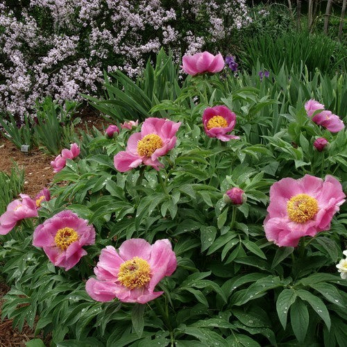 Paeonia officinalis 'Anemoniflora Rosea'