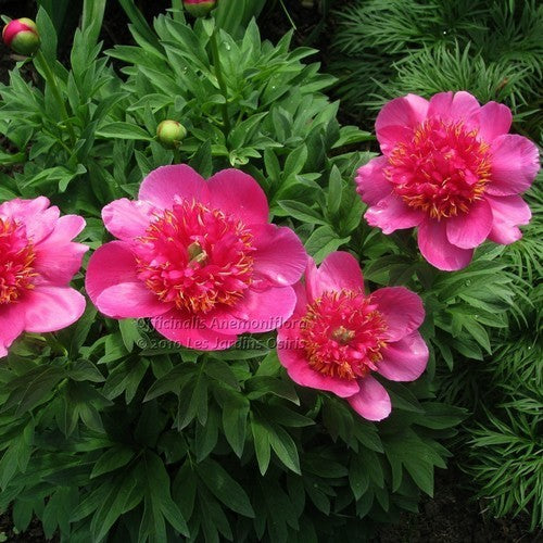 Paeonia officinalis 'Anemoniflora Rosea'