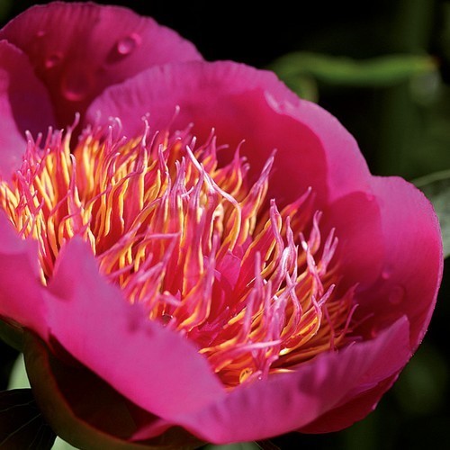 Paeonia officinalis 'Anemoniflora Rosea'