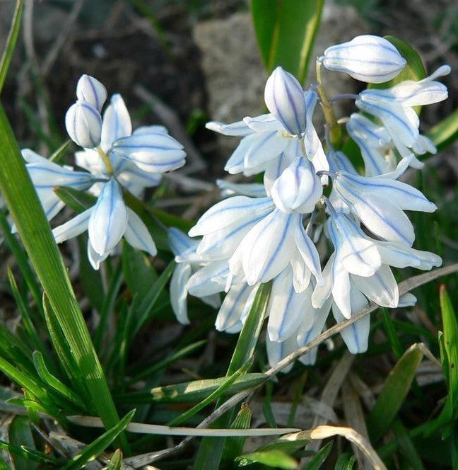Puschkinia scilloides var. libanotica