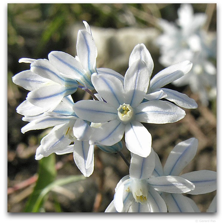 Puschkinia scilloides var. libanotica