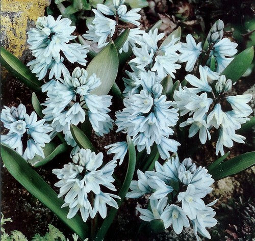 Puschkinia scilloides var. libanotica