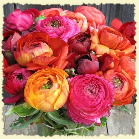 Ranunculus asiaticus (Paeony-Flowered) 'Mix'