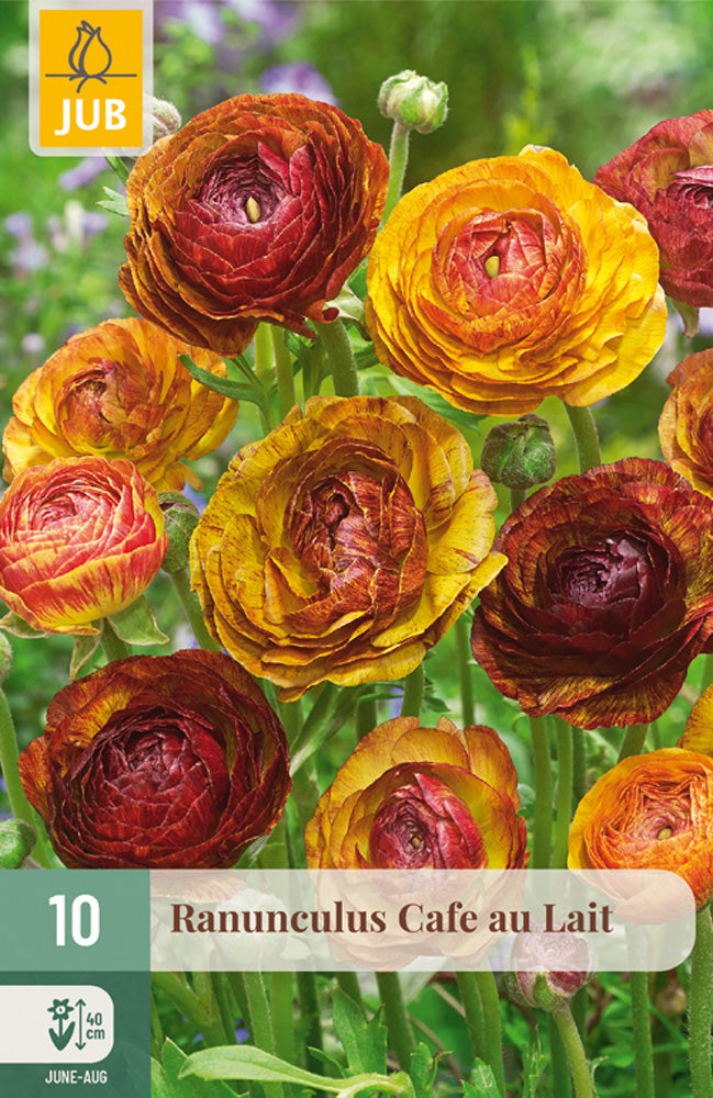 Ranunculus asiaticus