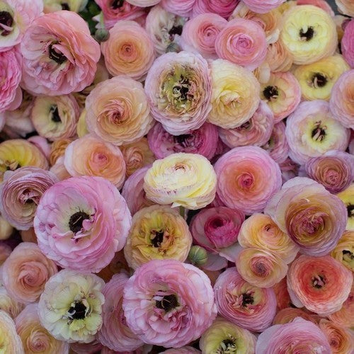 Ranunculus asiaticus (Paeony-Flowered) 'Pastel Mix'